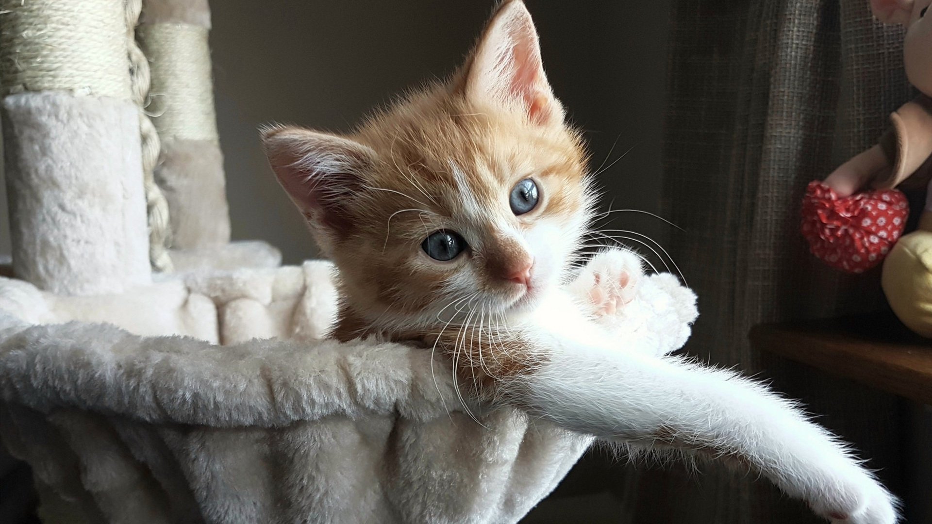 世界青少年体育文化节在上海盛大启幕，世界青少年体育大会中国区篮球联赛