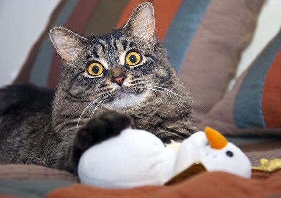 中国篮球教练员战术创新能力培养及培训机制探索，篮球教练战术安排